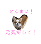 かわいいちわわと赤ちゃん（個別スタンプ：33）