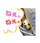 コンタさんの日常02（個別スタンプ：10）