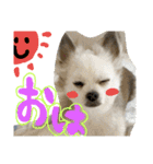 コンタさんの日常02（個別スタンプ：12）