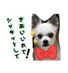 コンタさんの日常02（個別スタンプ：13）