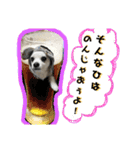 コンタさんの日常02（個別スタンプ：15）