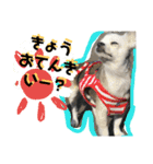 コンタさんの日常02（個別スタンプ：22）