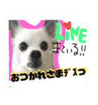 コンタさんの日常02（個別スタンプ：23）