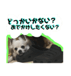 コンタさんの日常02（個別スタンプ：24）