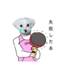 チワワとマルチーズ2（個別スタンプ：4）
