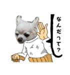 チワワとマルチーズ2（個別スタンプ：6）
