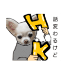 チワワとマルチーズ2（個別スタンプ：13）