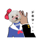 チワワとマルチーズ2（個別スタンプ：21）