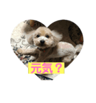 トイプードル華2（個別スタンプ：3）