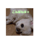 チベタンスパニエルりんご2（個別スタンプ：5）