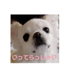 チベタンスパニエルりんご2（個別スタンプ：6）