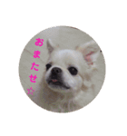 チベタンスパニエルりんご2（個別スタンプ：11）