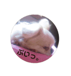 チベタンスパニエルりんご2（個別スタンプ：14）