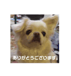チベタンスパニエルりんご2（個別スタンプ：15）