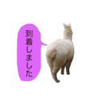 アルパカの結構使えるスタンプ②（個別スタンプ：1）