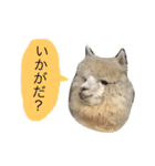 アルパカの結構使えるスタンプ②（個別スタンプ：2）