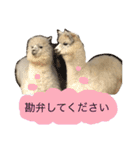 アルパカの結構使えるスタンプ②（個別スタンプ：5）