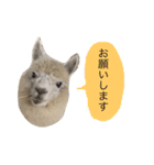 アルパカの結構使えるスタンプ②（個別スタンプ：7）