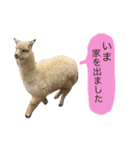 アルパカの結構使えるスタンプ②（個別スタンプ：8）