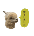 アルパカの結構使えるスタンプ②（個別スタンプ：11）