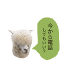 アルパカの結構使えるスタンプ②（個別スタンプ：12）
