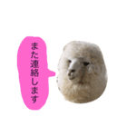 アルパカの結構使えるスタンプ②（個別スタンプ：14）