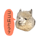 アルパカの結構使えるスタンプ②（個別スタンプ：15）