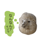 アルパカの結構使えるスタンプ②（個別スタンプ：16）