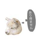 アルパカの結構使えるスタンプ②（個別スタンプ：19）