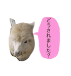 アルパカの結構使えるスタンプ②（個別スタンプ：23）