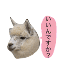 アルパカの結構使えるスタンプ②（個別スタンプ：24）