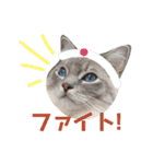 ほっこりラグちゃん 2（個別スタンプ：7）