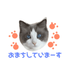 ほっこりラグちゃん 2（個別スタンプ：8）