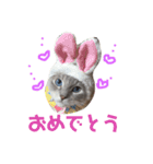 ほっこりラグちゃん 2（個別スタンプ：9）