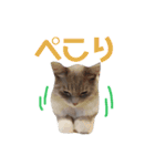 ほっこりラグちゃん 2（個別スタンプ：11）