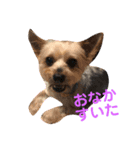 ヨークシャテリア アラン①（個別スタンプ：2）
