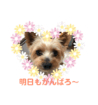 ヨークシャテリア アラン①（個別スタンプ：3）