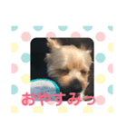 ヨークシャテリア アラン①（個別スタンプ：4）