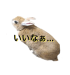 うさぎのうたまろ（個別スタンプ：1）