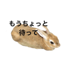 うさぎのうたまろ（個別スタンプ：2）