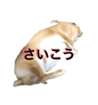 うさぎのうたまろ（個別スタンプ：3）