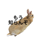 うさぎのうたまろ（個別スタンプ：4）