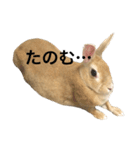 うさぎのうたまろ（個別スタンプ：5）