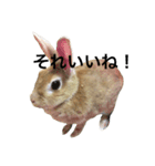 うさぎのうたまろ（個別スタンプ：6）