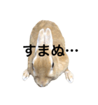 うさぎのうたまろ（個別スタンプ：10）