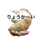 うさぎのうたまろ（個別スタンプ：11）