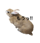うさぎのうたまろ（個別スタンプ：13）