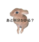 うさぎのうたまろ（個別スタンプ：15）