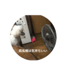 ベリーのスタンプ（個別スタンプ：8）