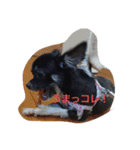 愛犬 ぷりん（個別スタンプ：1）